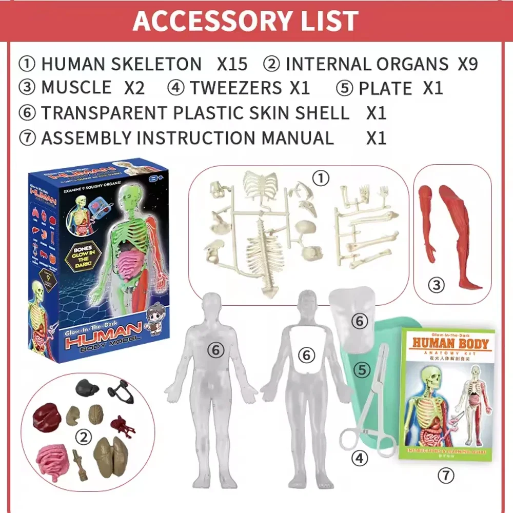 الهيكل العظمي البشري تشريح الج - مراجعة Model Kit Fantasy وسعره